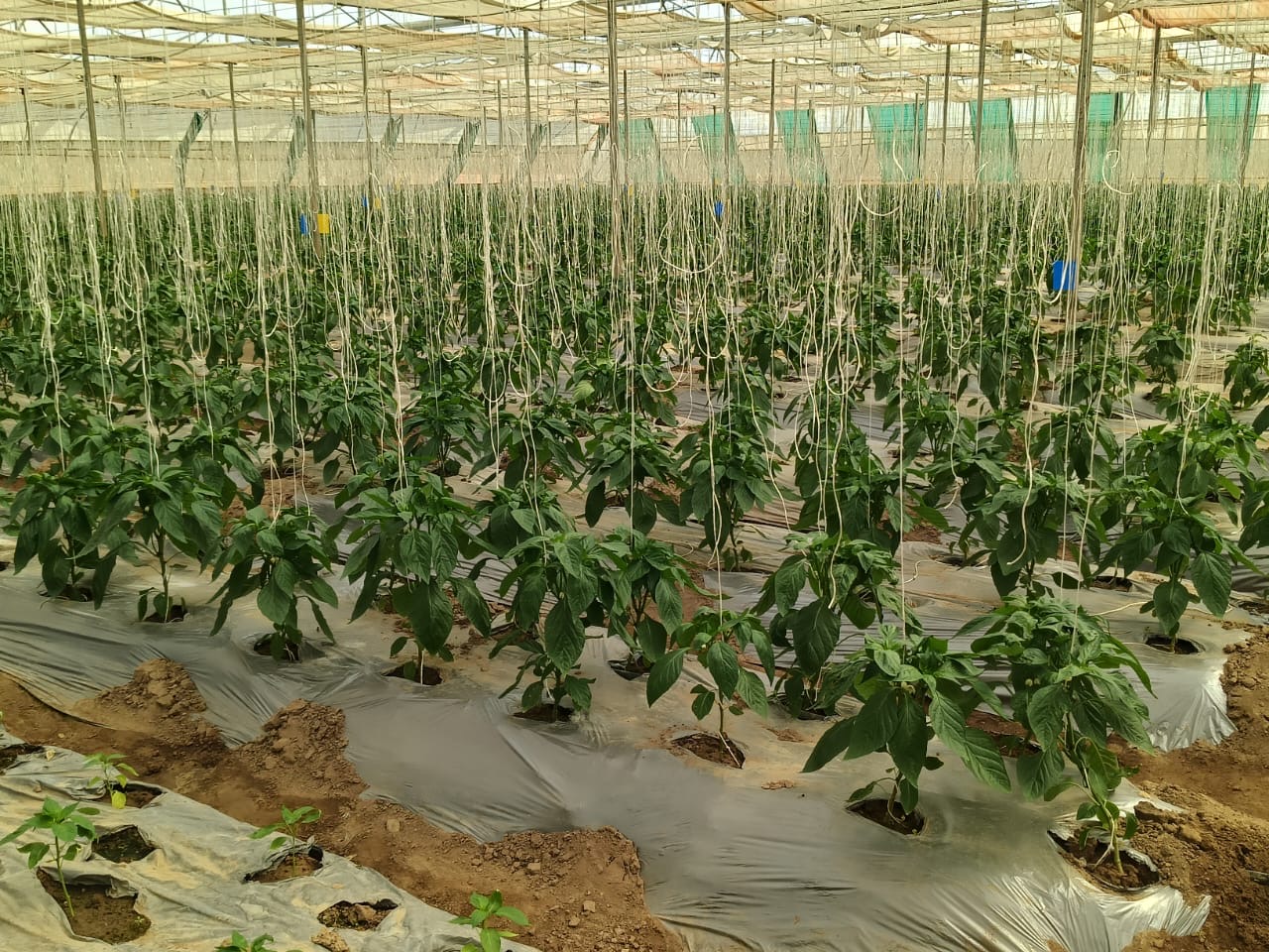 Capsicum Plants Growing