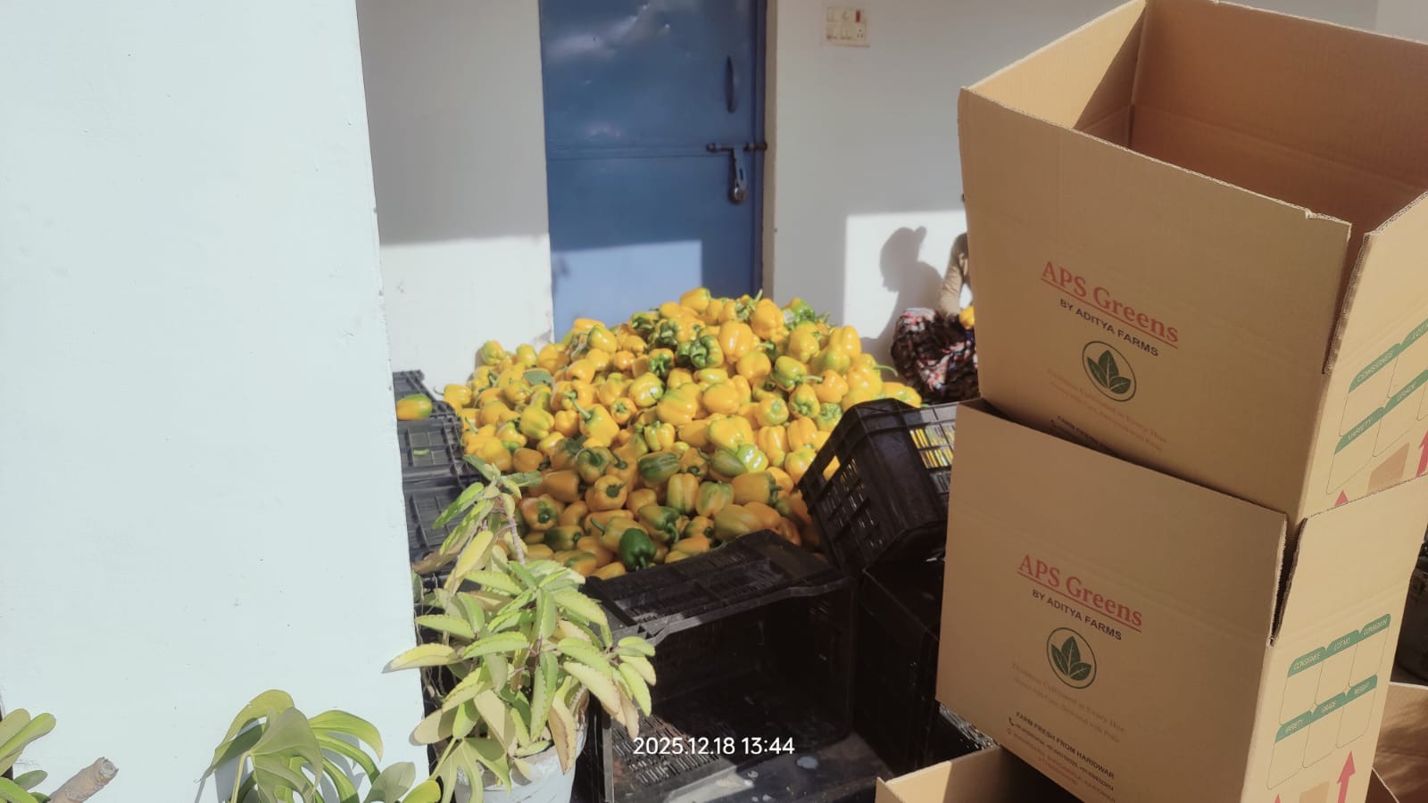Yellow Capsicum Packing