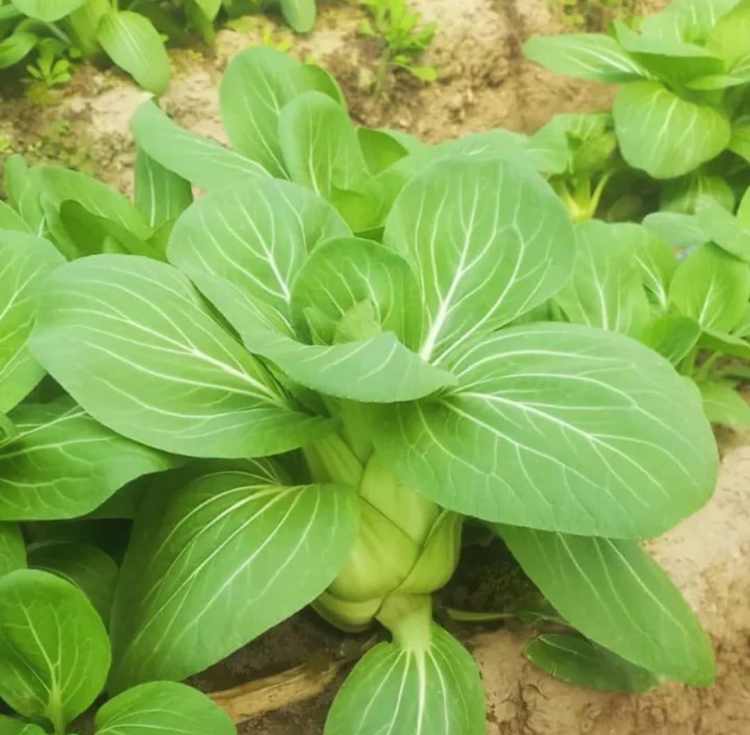 Exotic Greens - Bok Choy