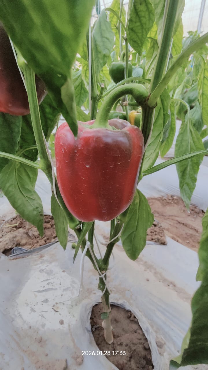Colour Capsicum - Red